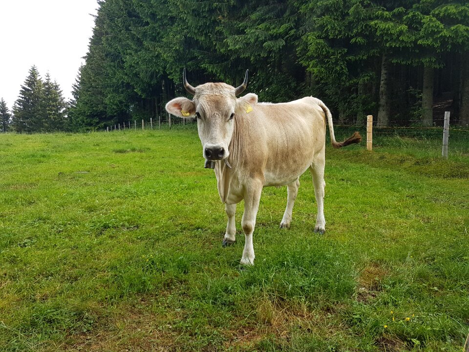 Pasture summer animal