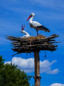 Leleka white stork birds photo