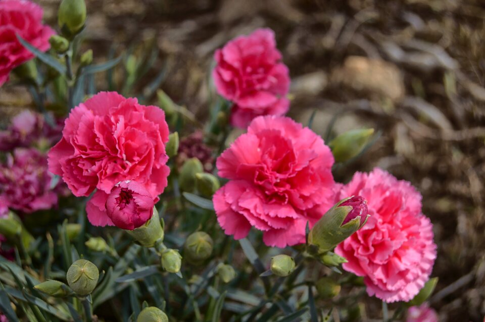 Carnations spring nature flowers