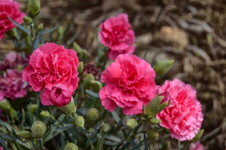 Carnations spring nature flowers photo