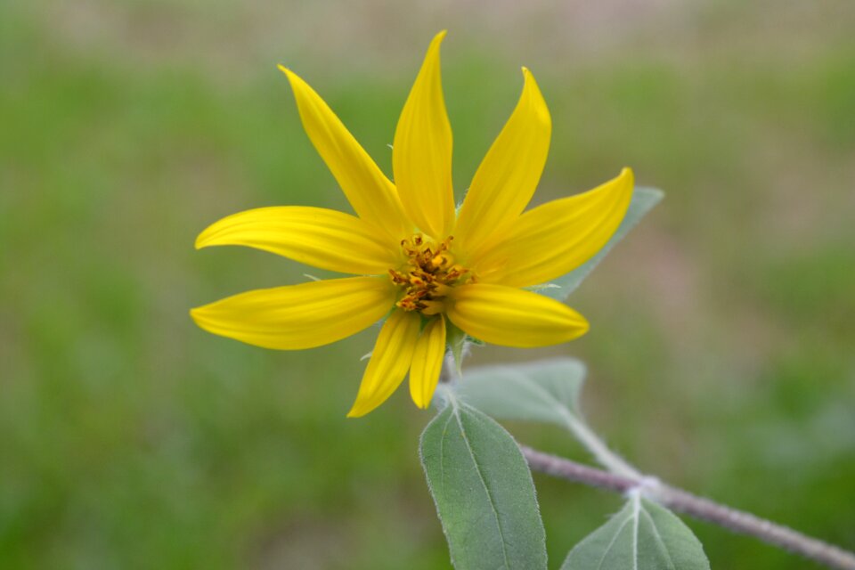Bright yellow nature