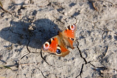 Wings field drought