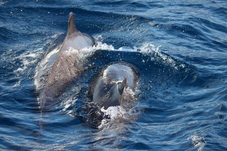 Nature marine mammals sea photo