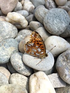 Insect nature wellness