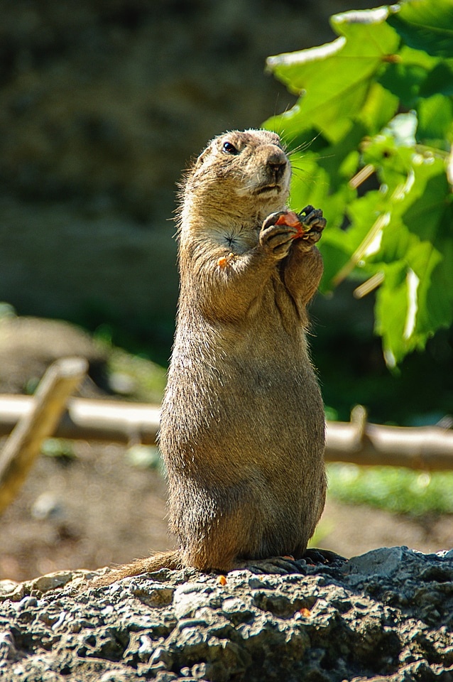 Rodent keep nager