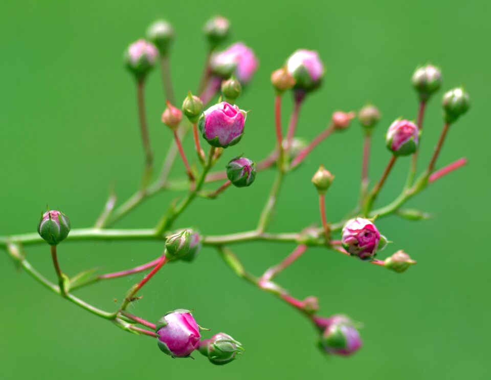 Pink rose branch garden