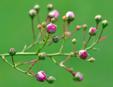 Pink rose branch garden