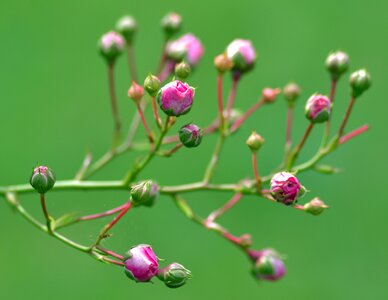 Pink rose branch garden photo