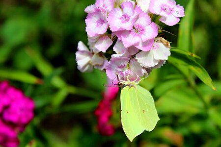 Yellow butterfly slovakia still life photo