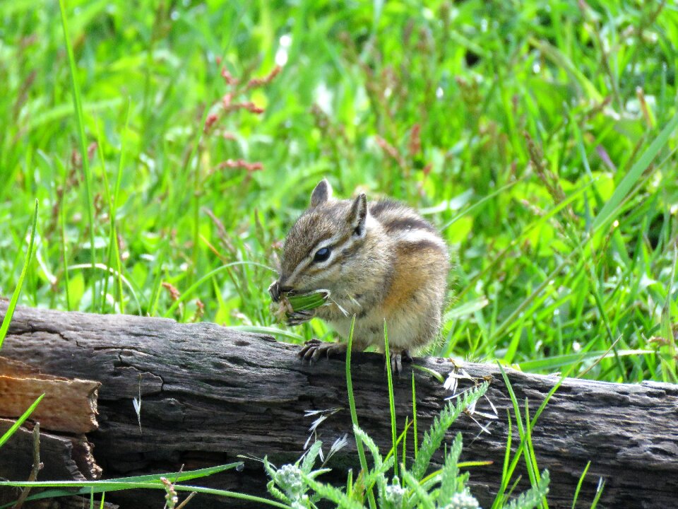 Wyoming yellowstone wildlife