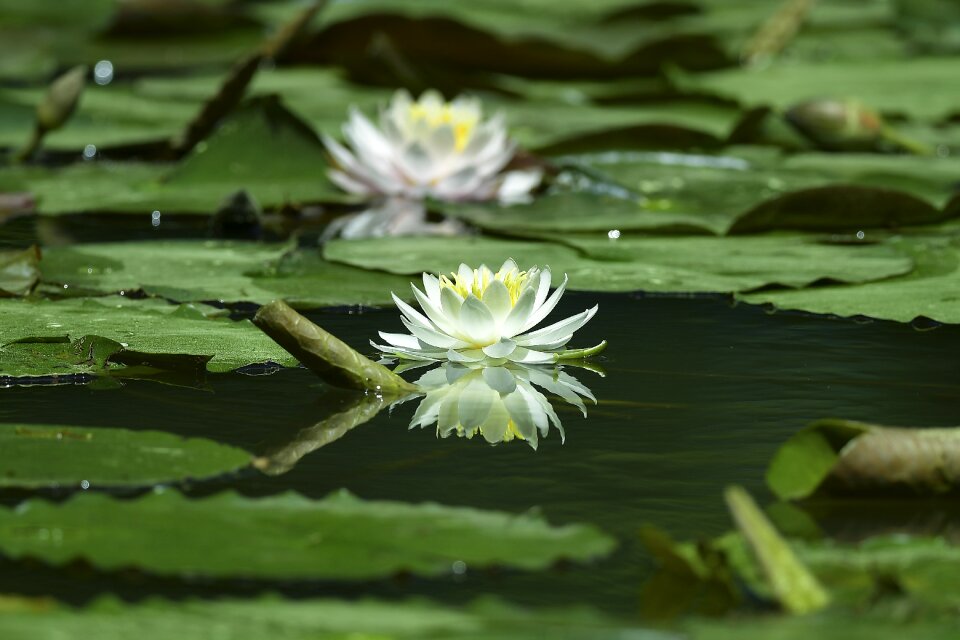 Flowers lotus pond