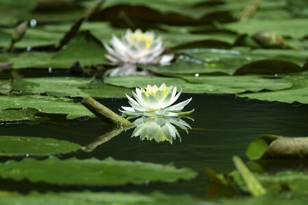 Flowers lotus pond