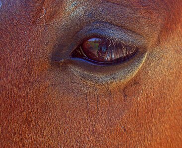 Brown iris reflection