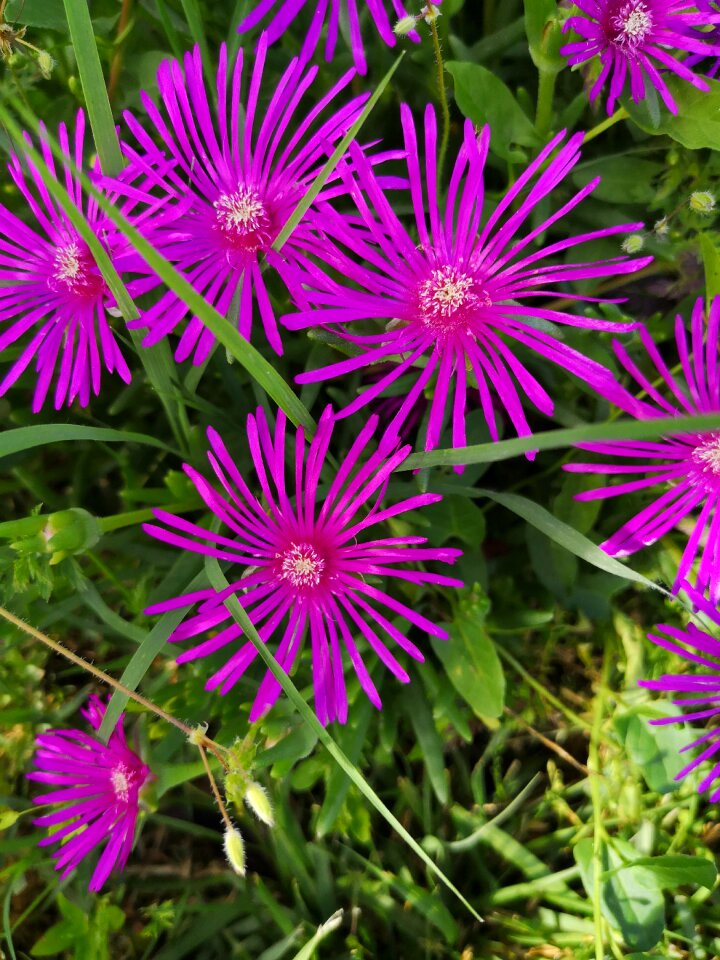 Plant summer fulfillment