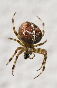 Spider nature brown