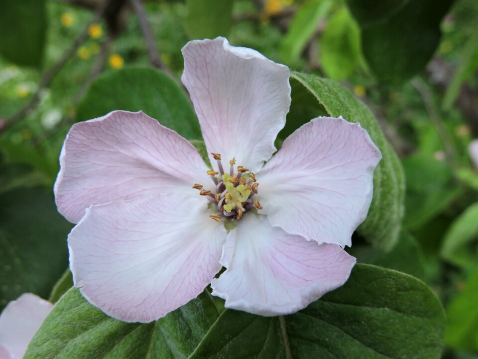 Pink flower petals close up