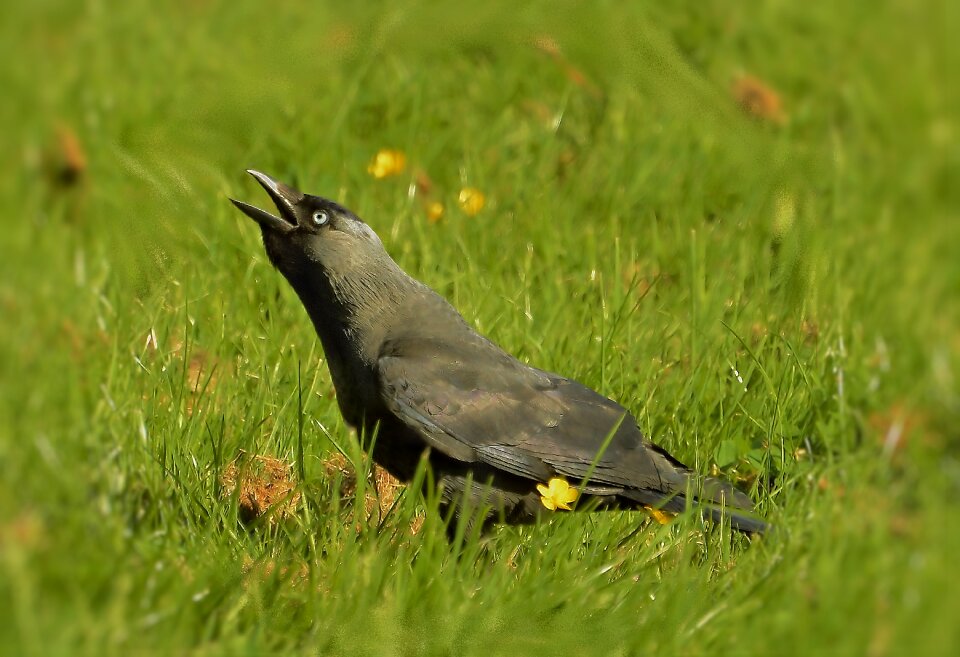 Bird city corvidae photo