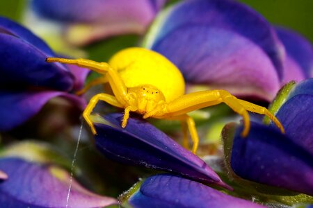 Closeup spider meadow flowerbed