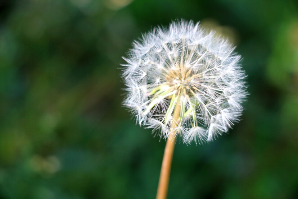 Nature flower plant