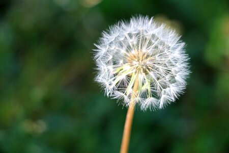 Nature flower plant photo