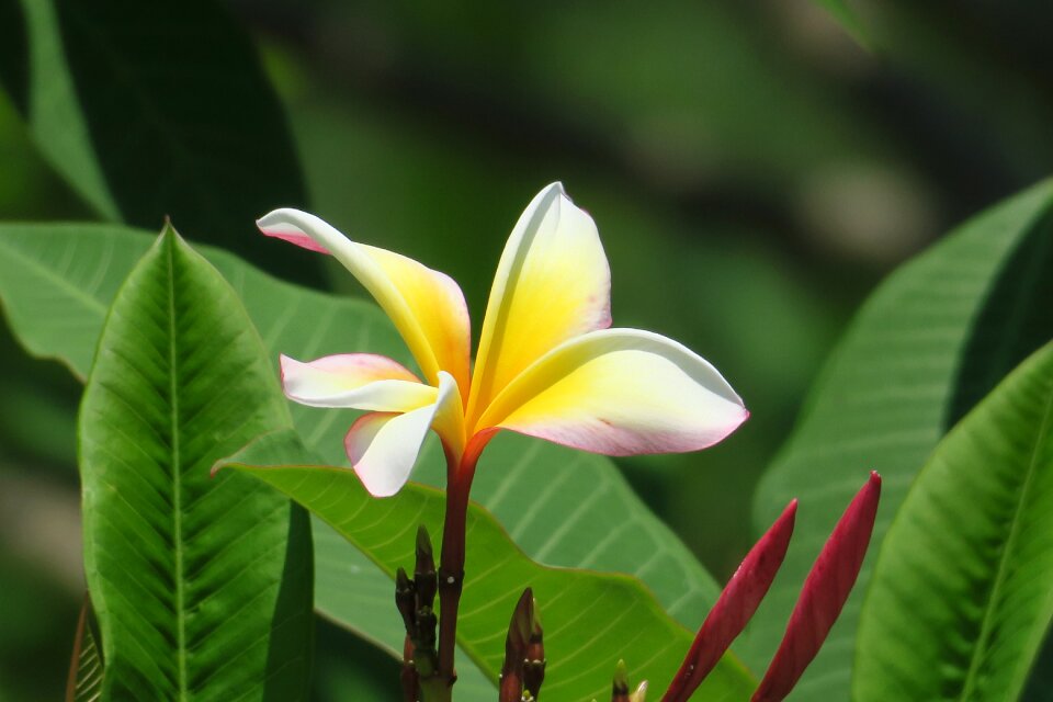 Beautiful light petal photo