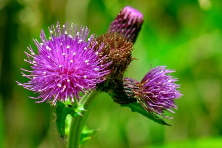 Natural wild flowers bloom photo