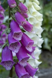 Purple white garden