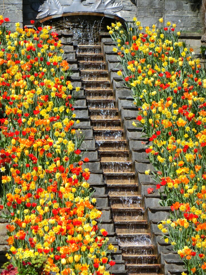 Tulips places of interest lake constance photo