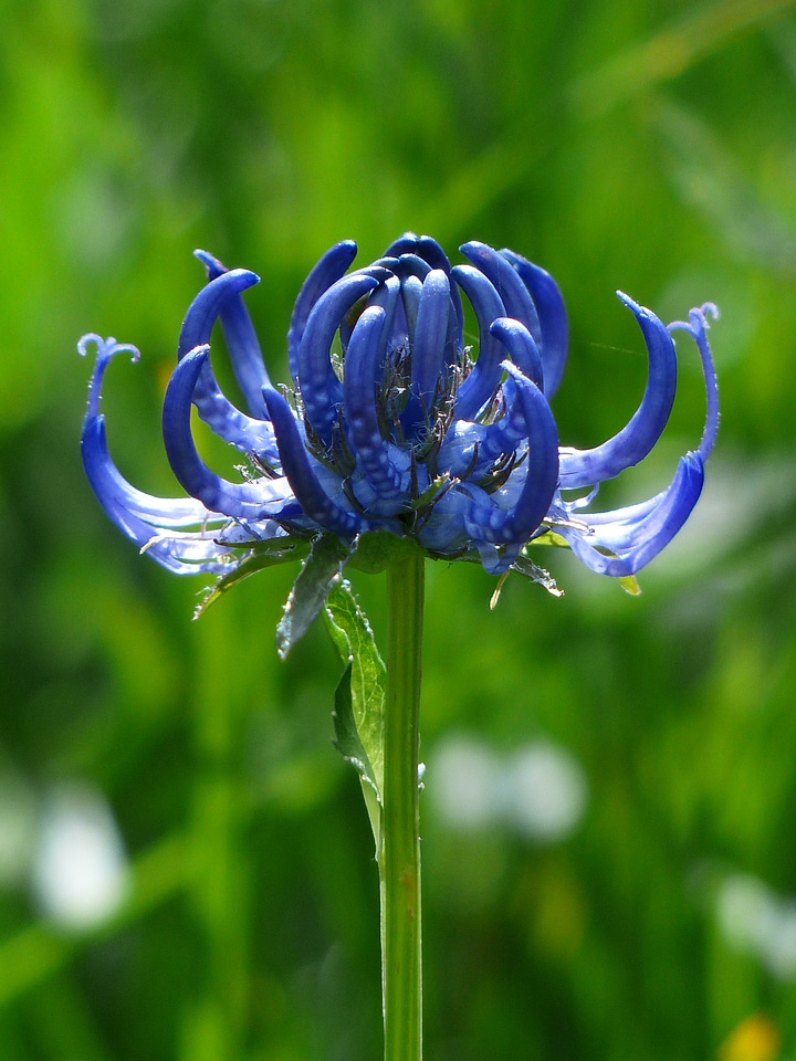 Bloom blue phyteuma orbiculare