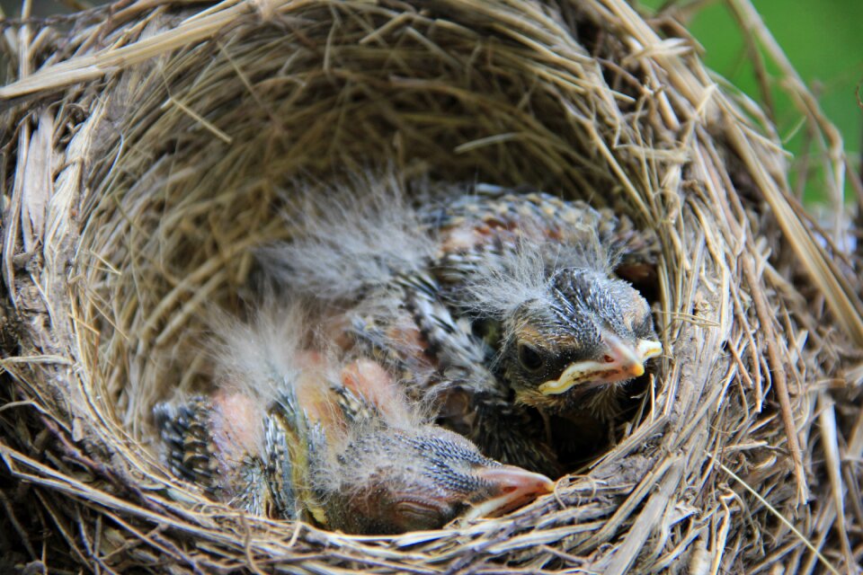 Nest wildlife nature