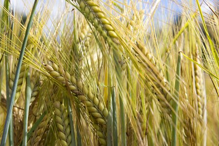 Harvest nature agriculture