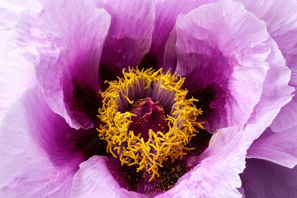 Flora spring blossom