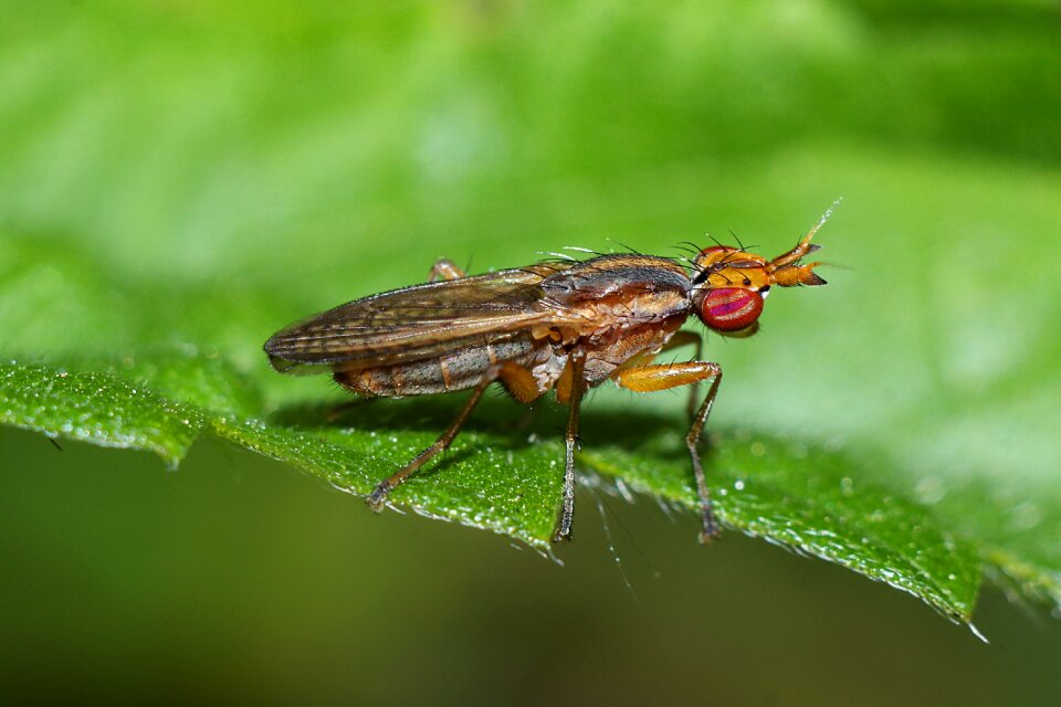 Macro bow tie nature