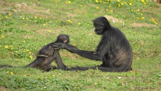 Mother and cub game handshake photo