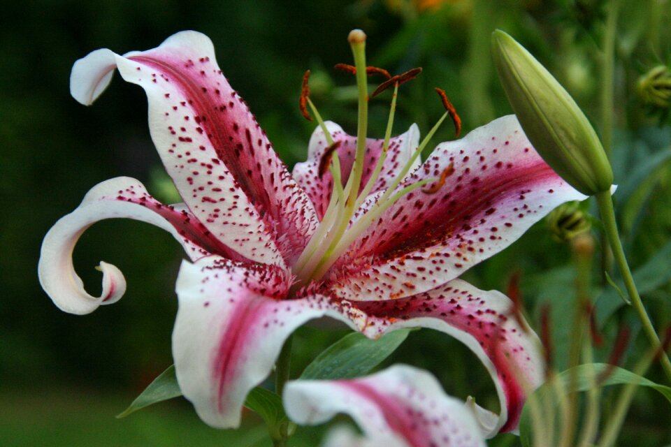 Garden flower summer