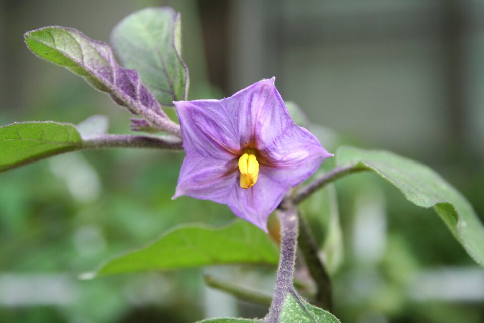 Nature plants vegetables