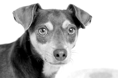 Portrait eyes puppy