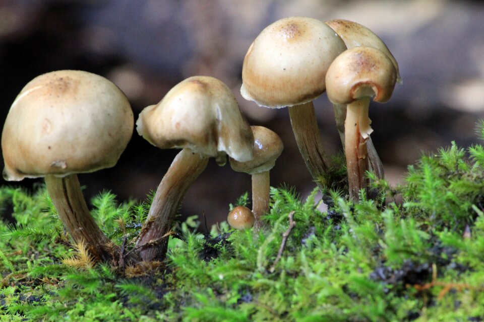 Nature fungi moss photo