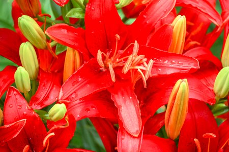 Yellow red flower photo