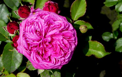 Double flower nature purple photo