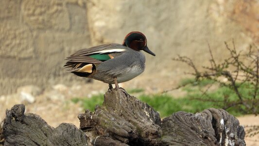 Duck waterfowl male photo