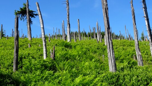 Landscape tree poland photo