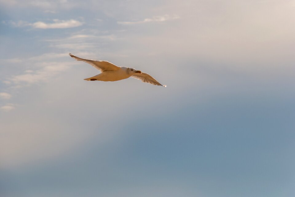 Flight bird sky
