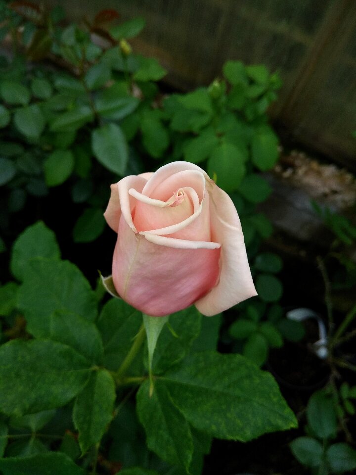Bud flower macro