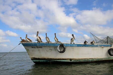 Nature birds boat