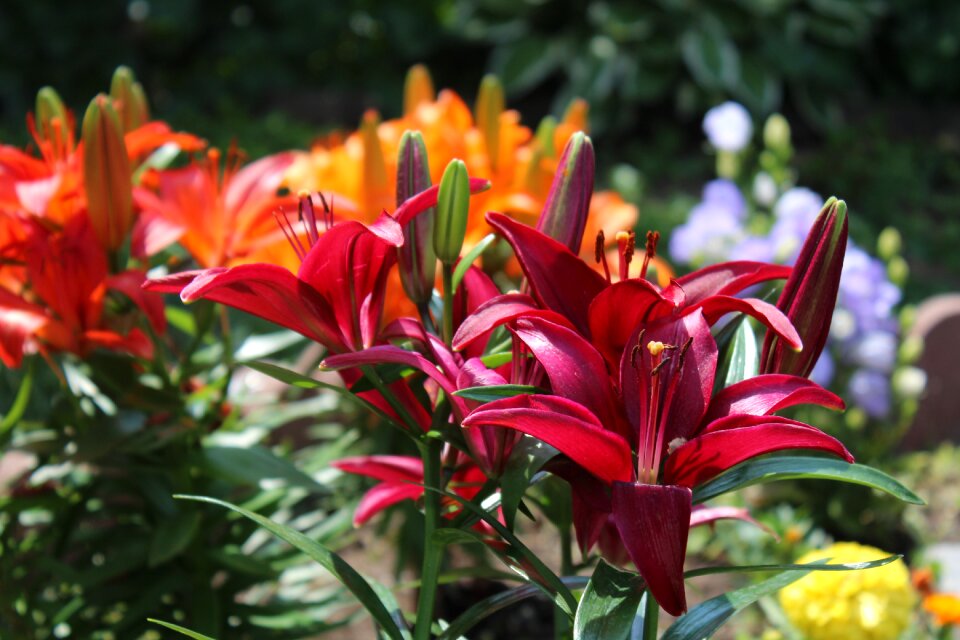 Lily nature floral