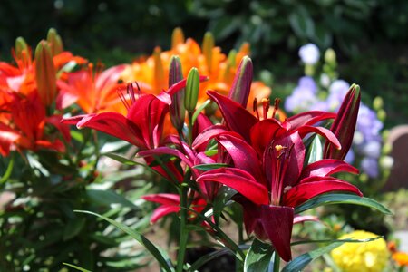 Lily nature floral