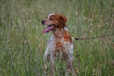 Dog trained dog dog on a leash