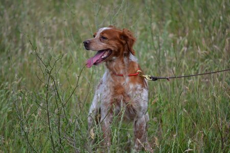 Dog trained dog dog on a leash photo