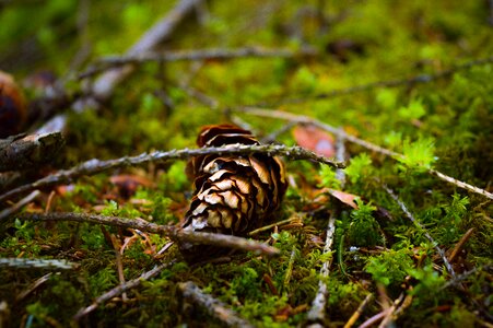 Wald photography camera